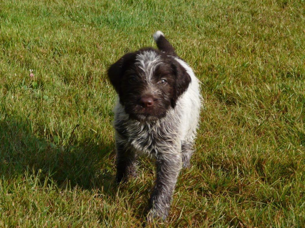 des côteaux de bidos - Chiots disponibles - Griffon d'arrêt à poil dur Korthals